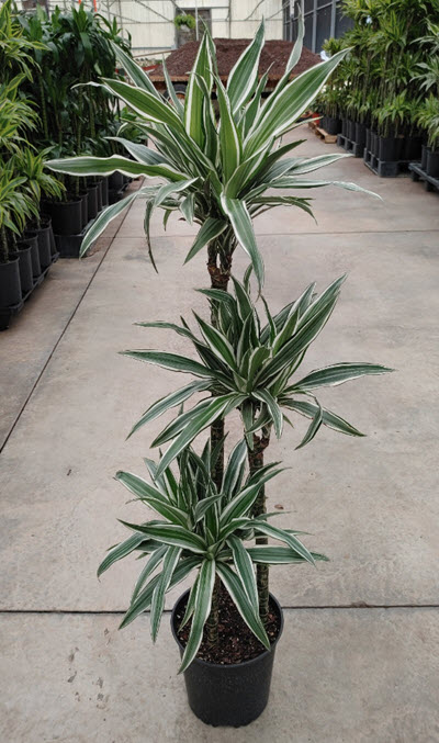 White Bird Dracaena